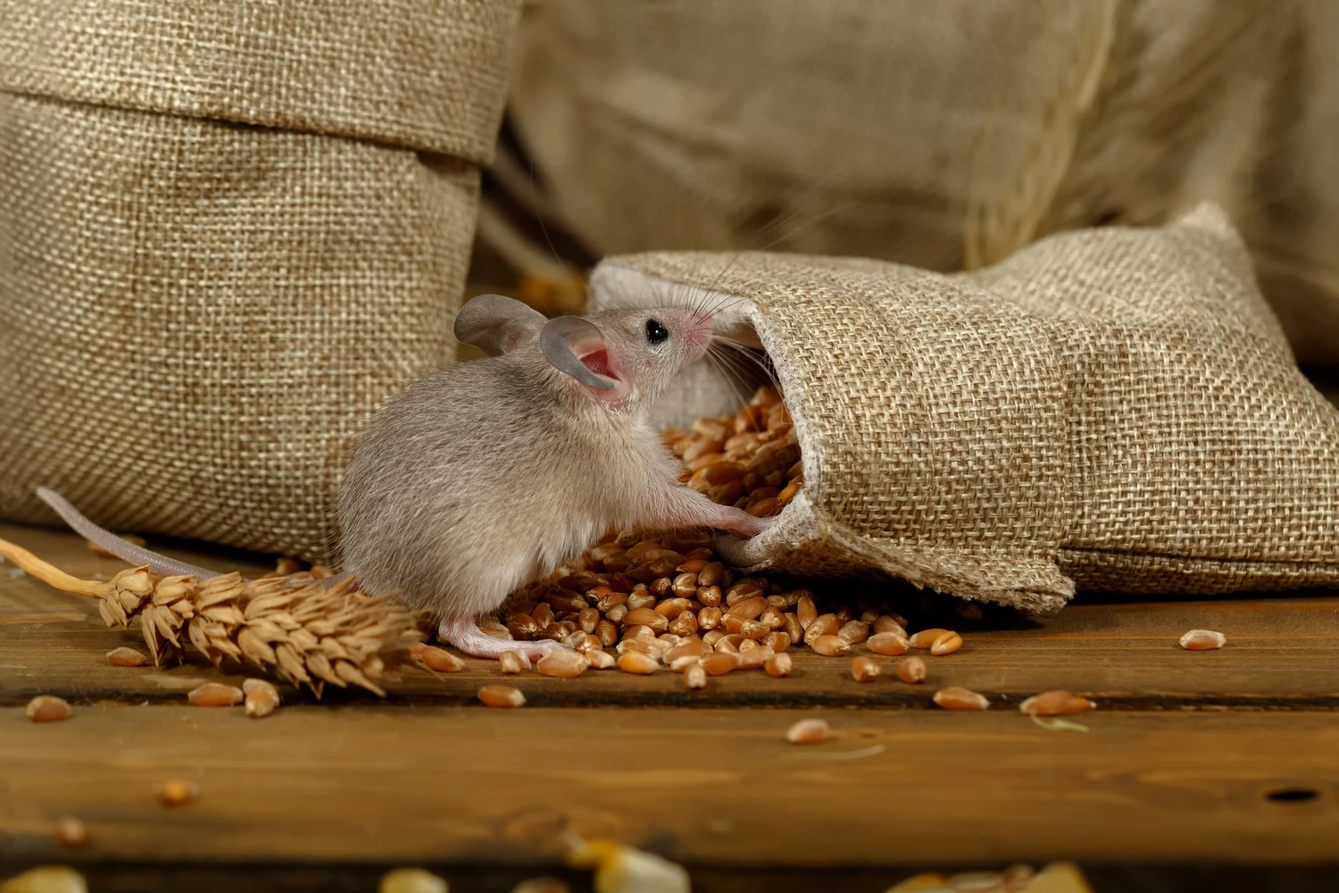 Rodents