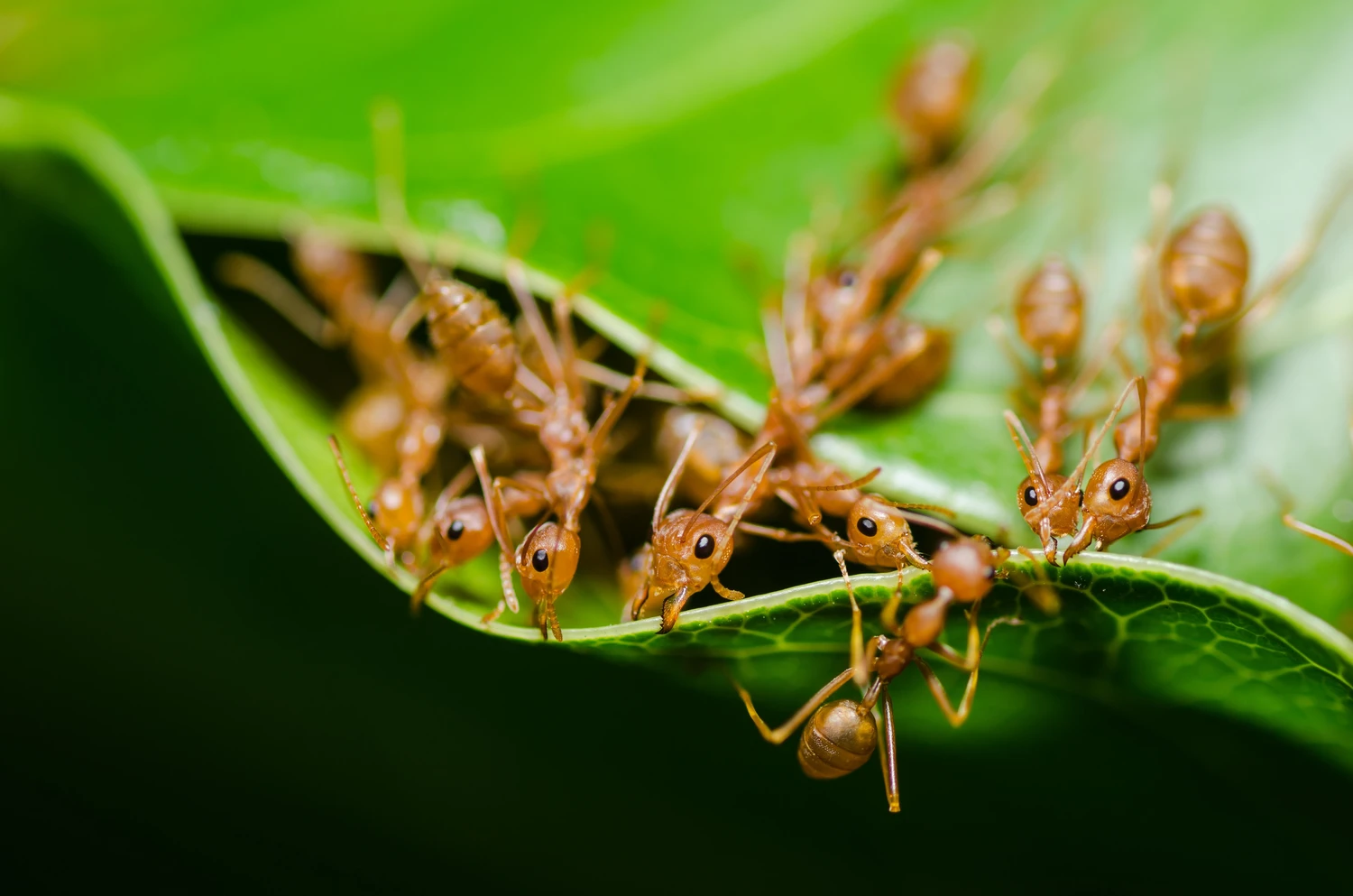 red ant teamwork in the nature