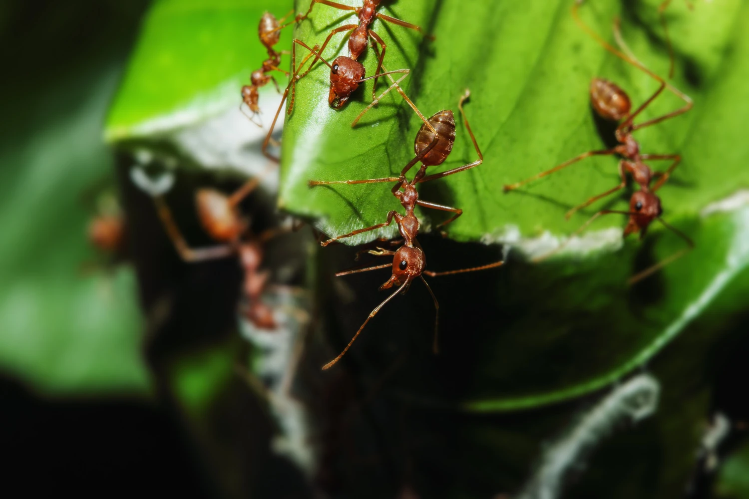 Red ant and teamwork are nesting on a tree leaves