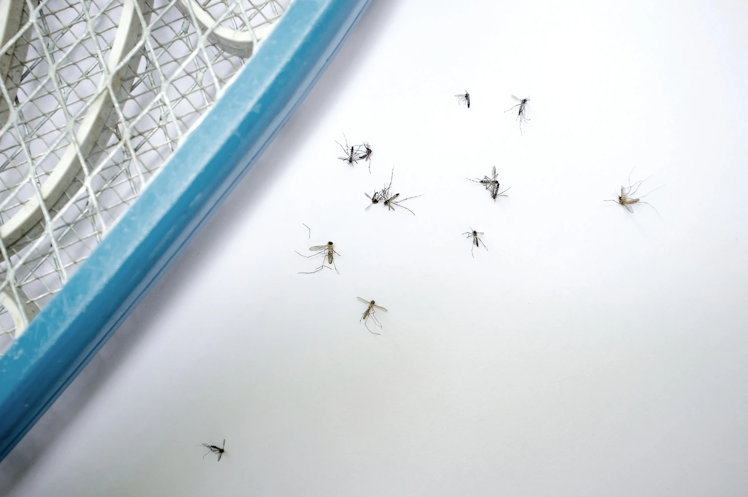 Mosquitoes