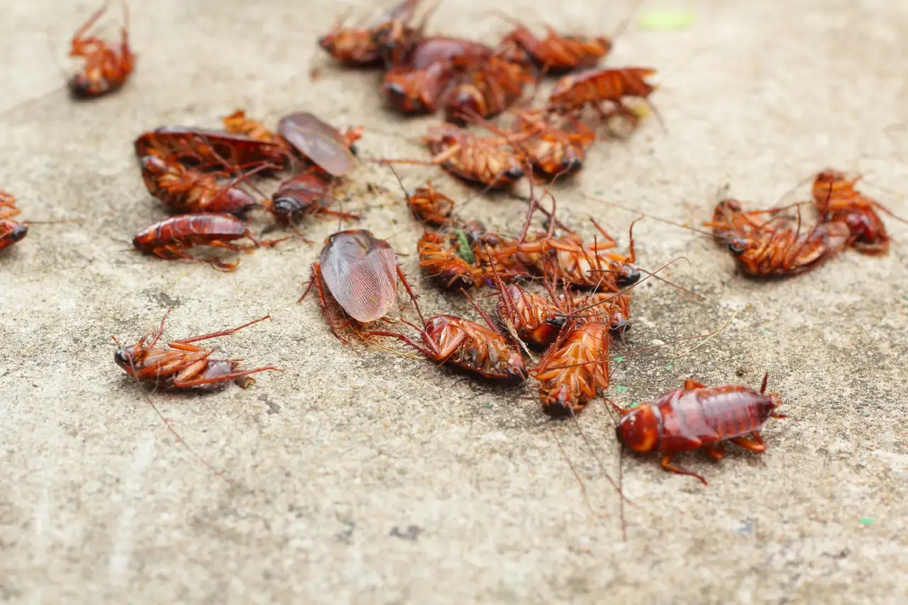 Cockroaches