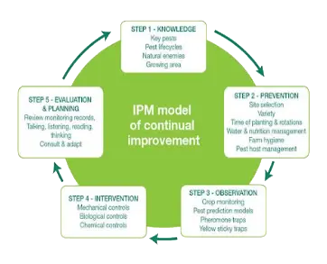 image - 2025-04-23T213716.960 IPM model of continual improvement