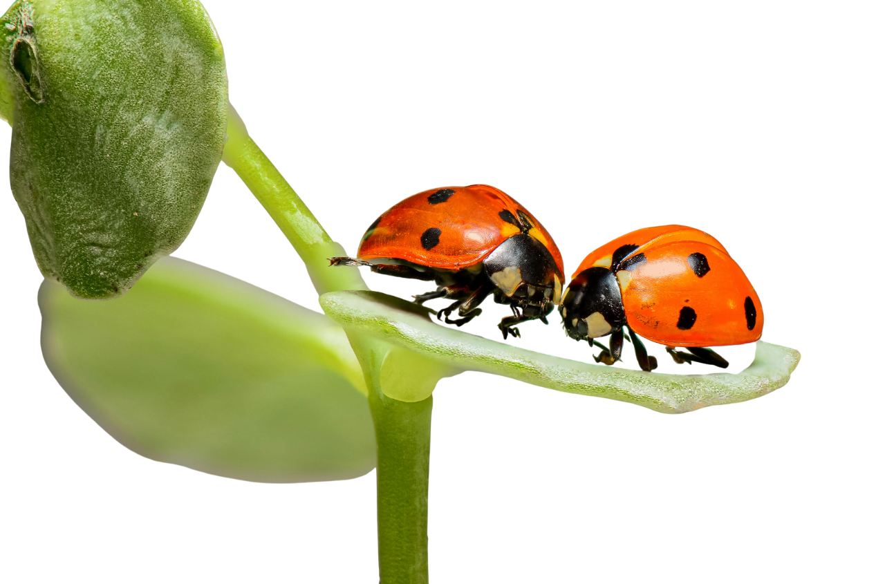 ants on a leaf